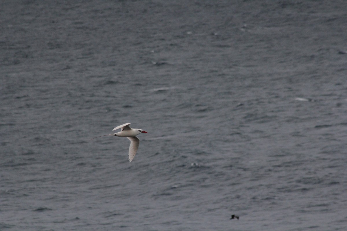 Red-tailed Tropicbird - ML132553481
