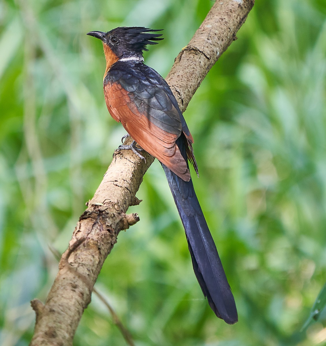 Chestnut-winged Cuckoo - ML132554991