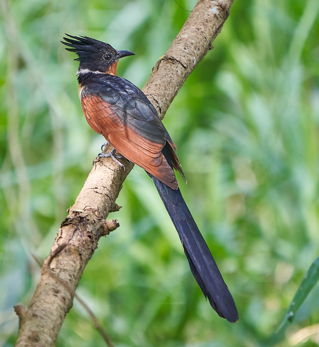 Chestnut-winged Cuckoo - ML132555021