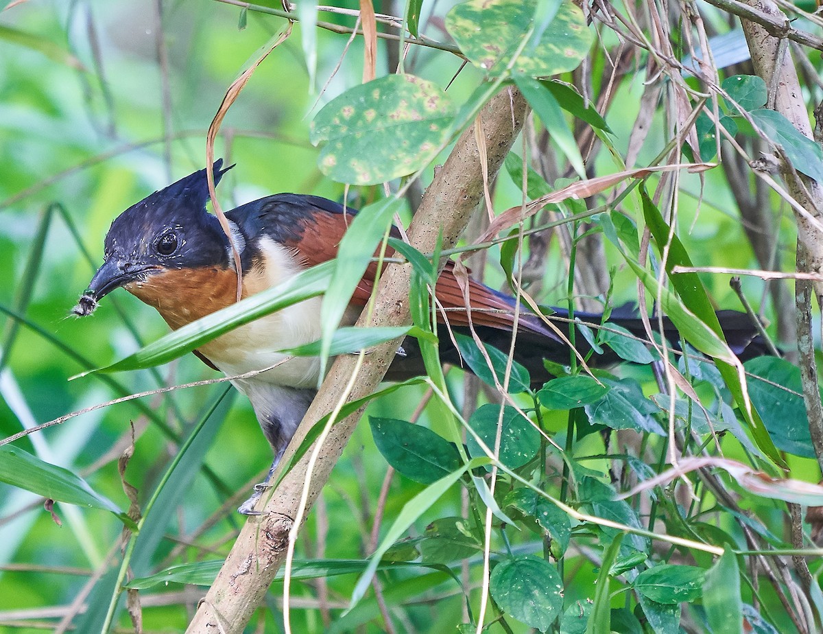 Chestnut-winged Cuckoo - Steven Cheong