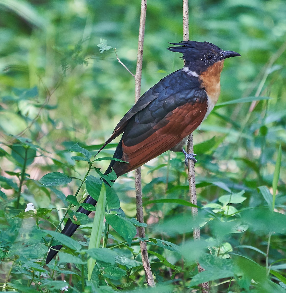 Chestnut-winged Cuckoo - Steven Cheong