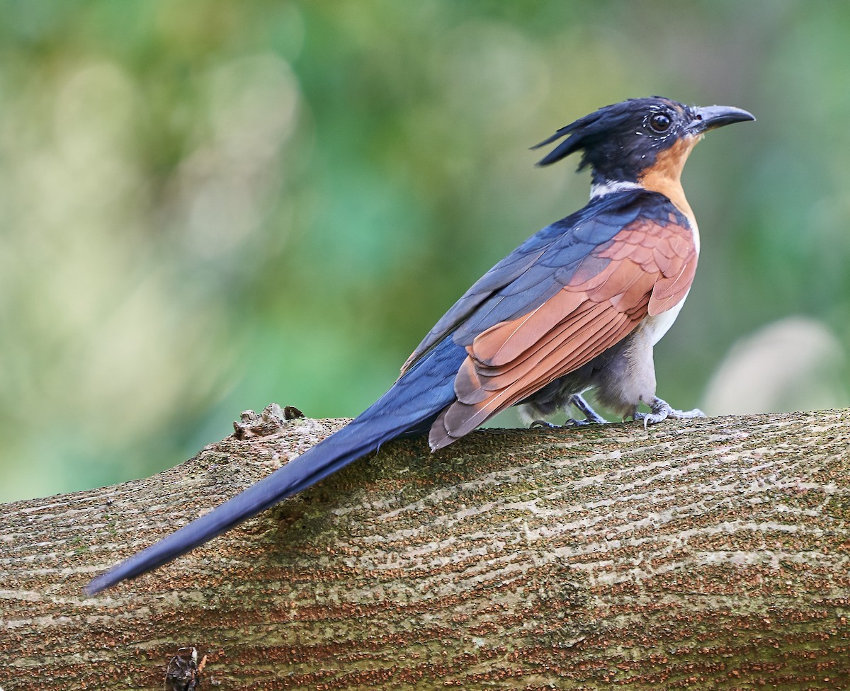 Chestnut-winged Cuckoo - Steven Cheong