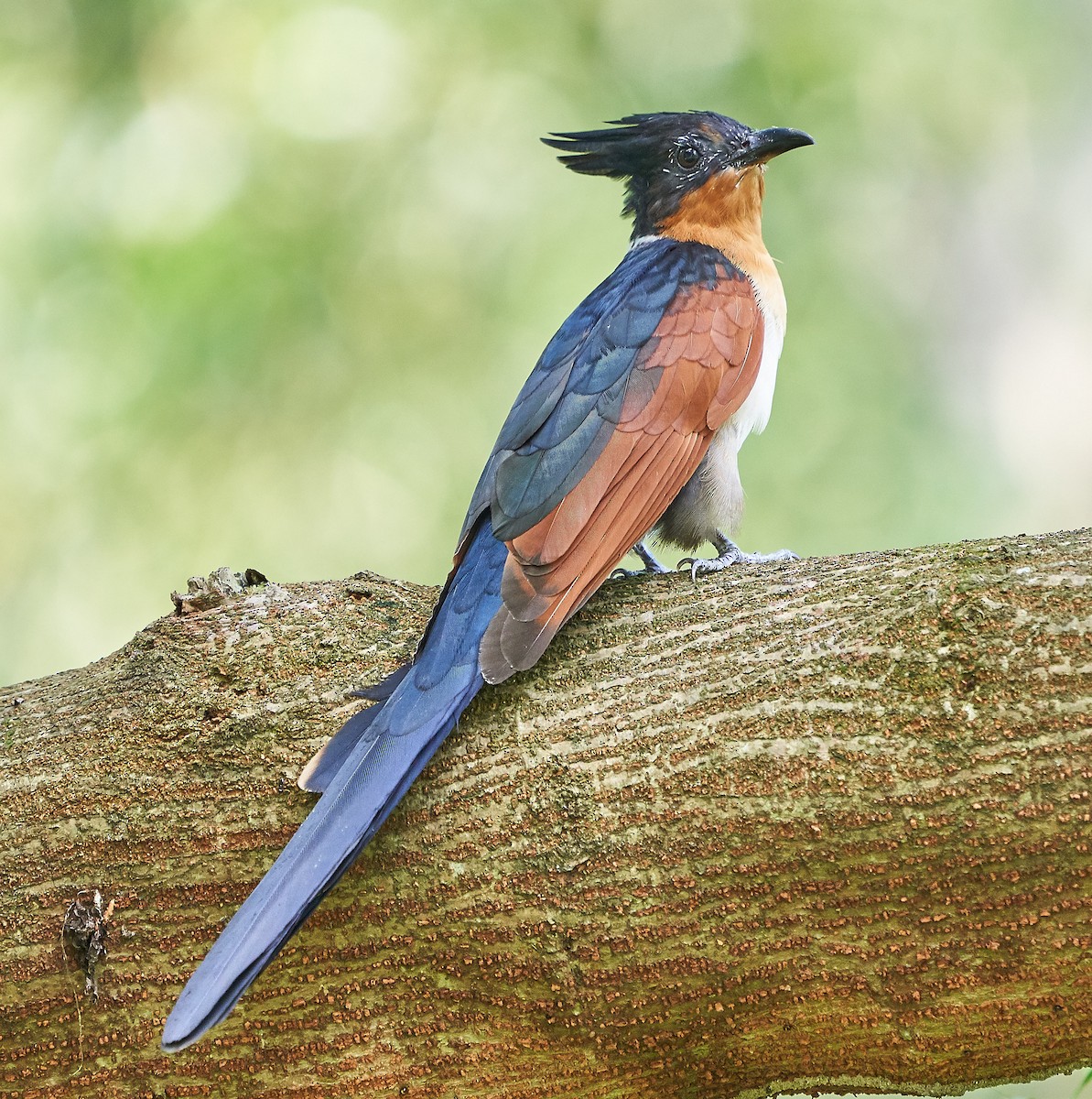 Chestnut-winged Cuckoo - Steven Cheong