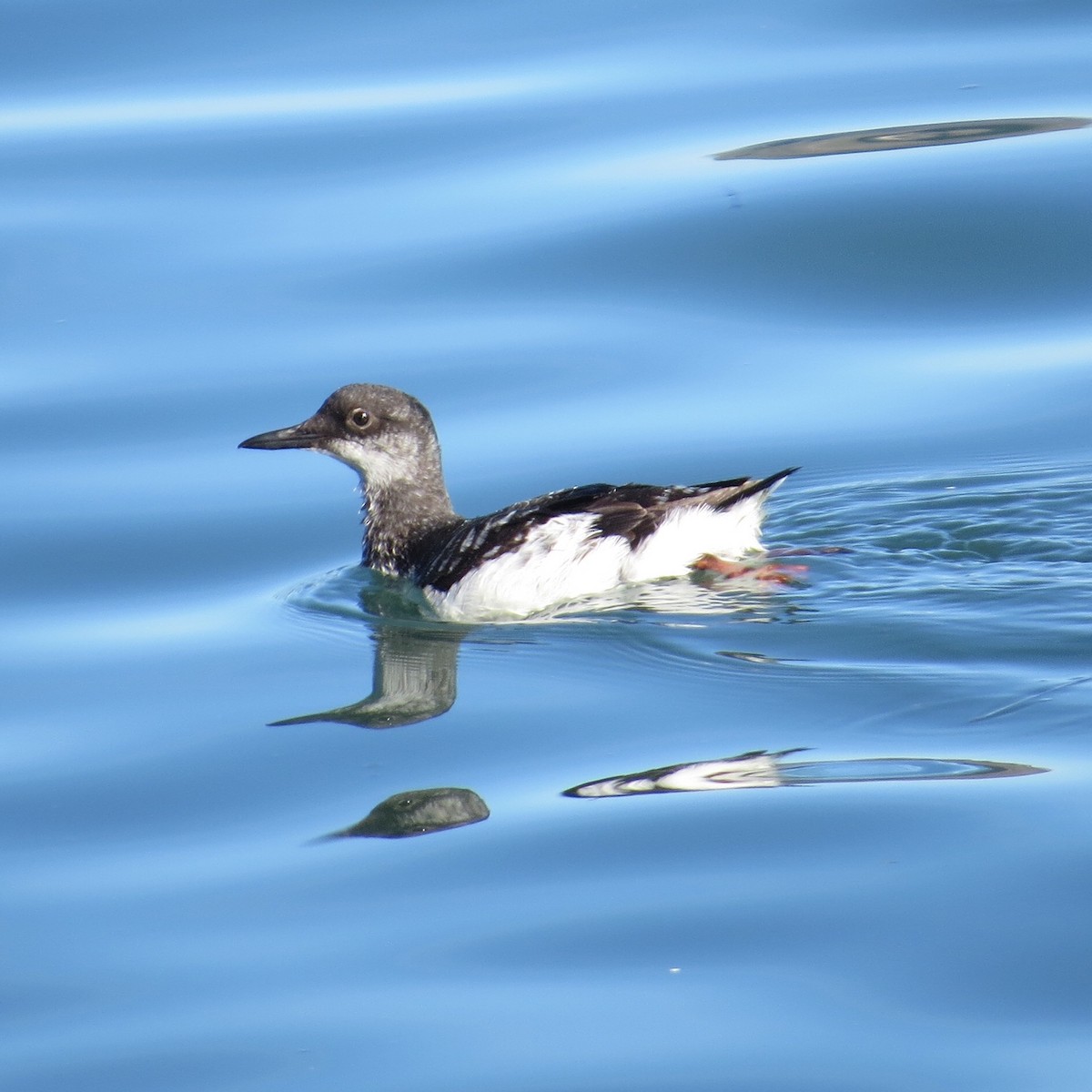 Pigeon Guillemot - ML132555621