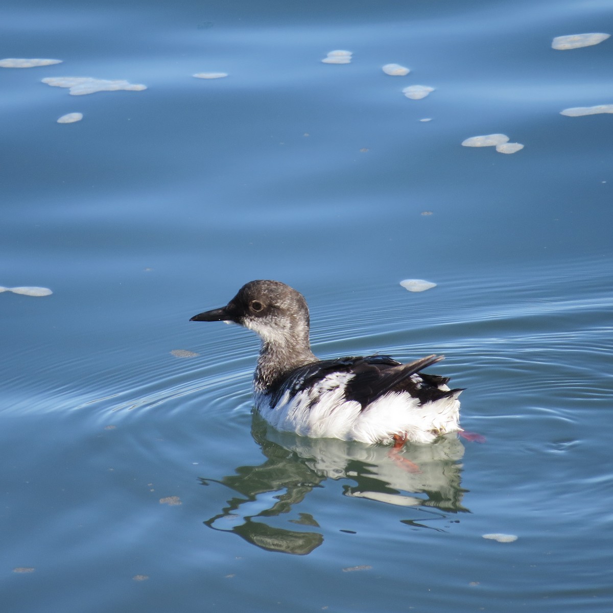 Pigeon Guillemot - Mookie Fudemberg