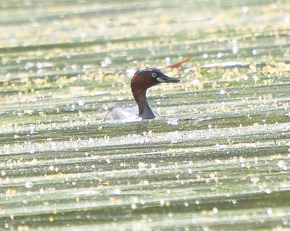 Little Grebe - Steven Cheong