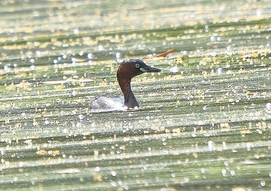 Little Grebe - Steven Cheong