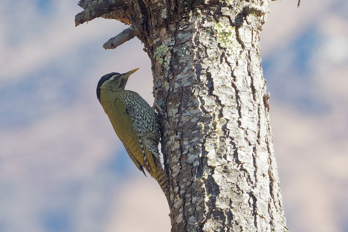 Scaly-bellied Woodpecker - Vincent Wang