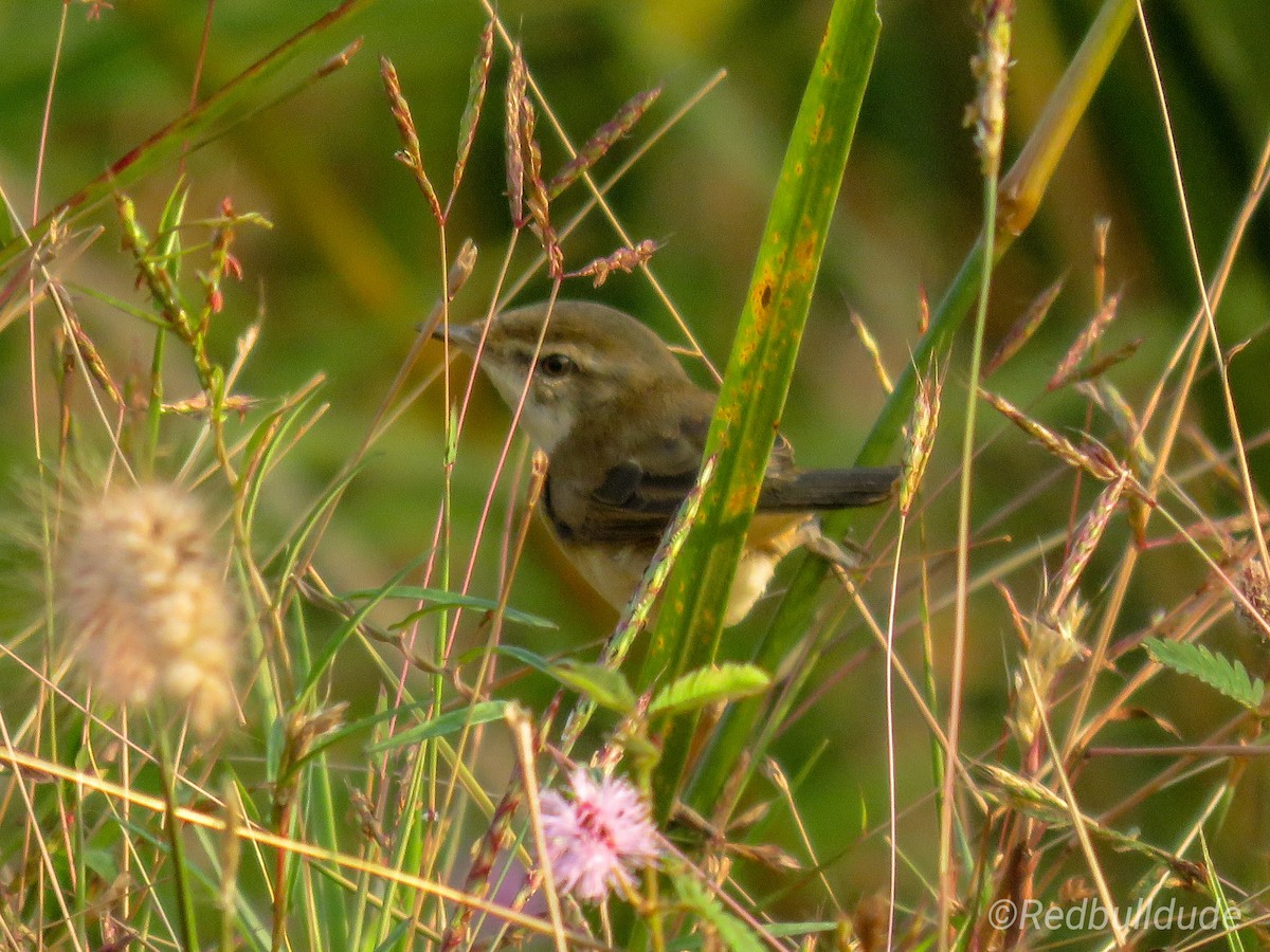 åkersanger - ML132556661