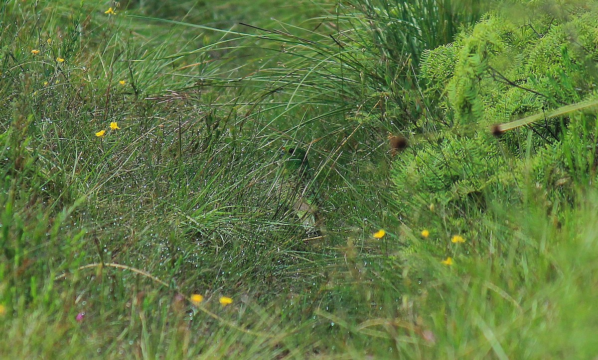 Ground Parrot - ML132557111