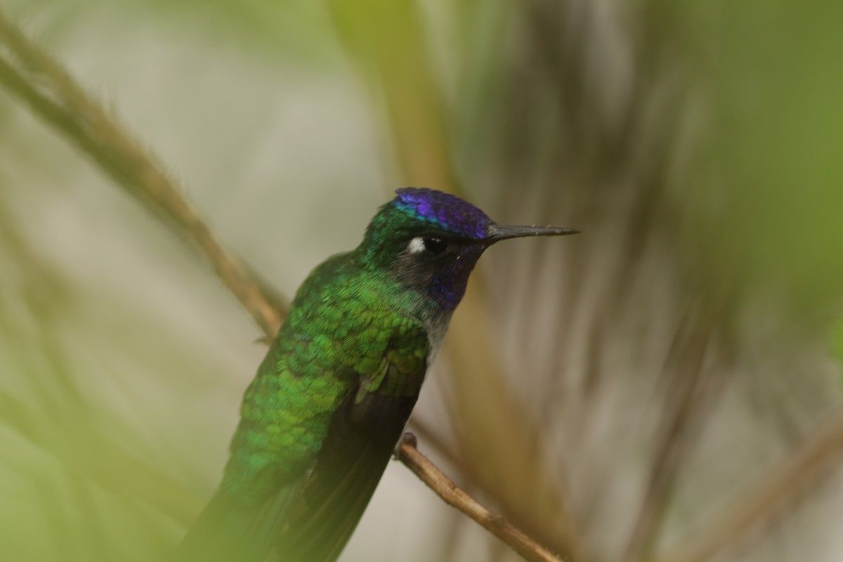 Violet-headed Hummingbird - ML132558901