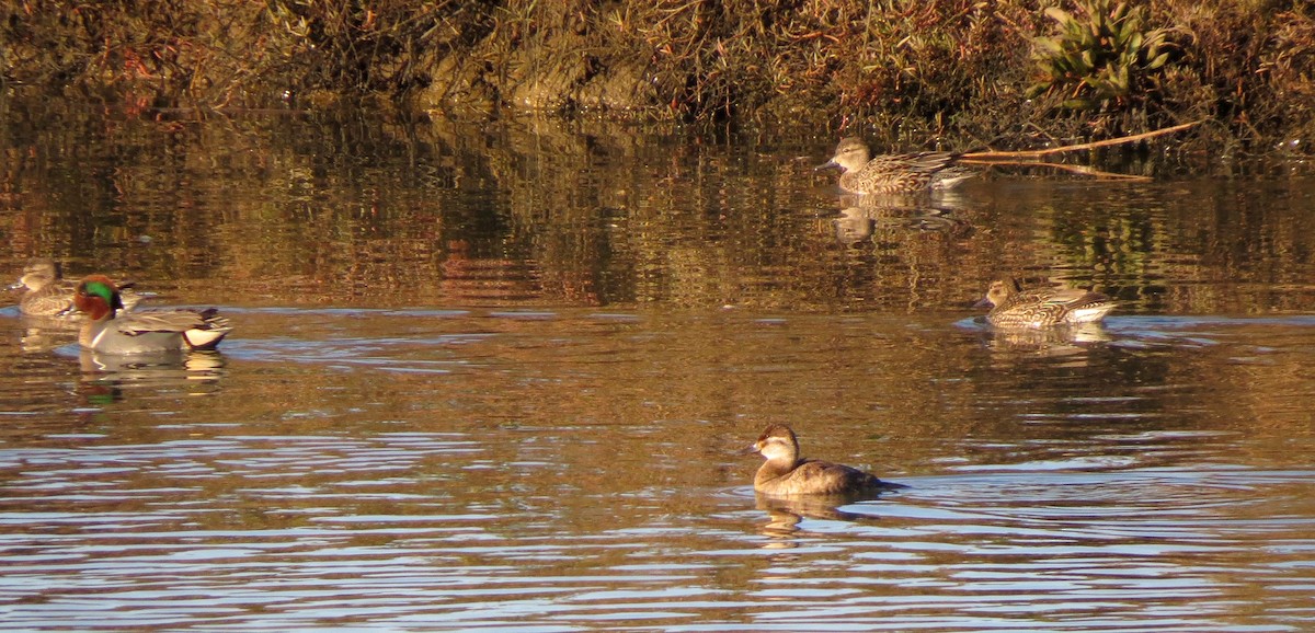 Green-winged Teal - ML132559351