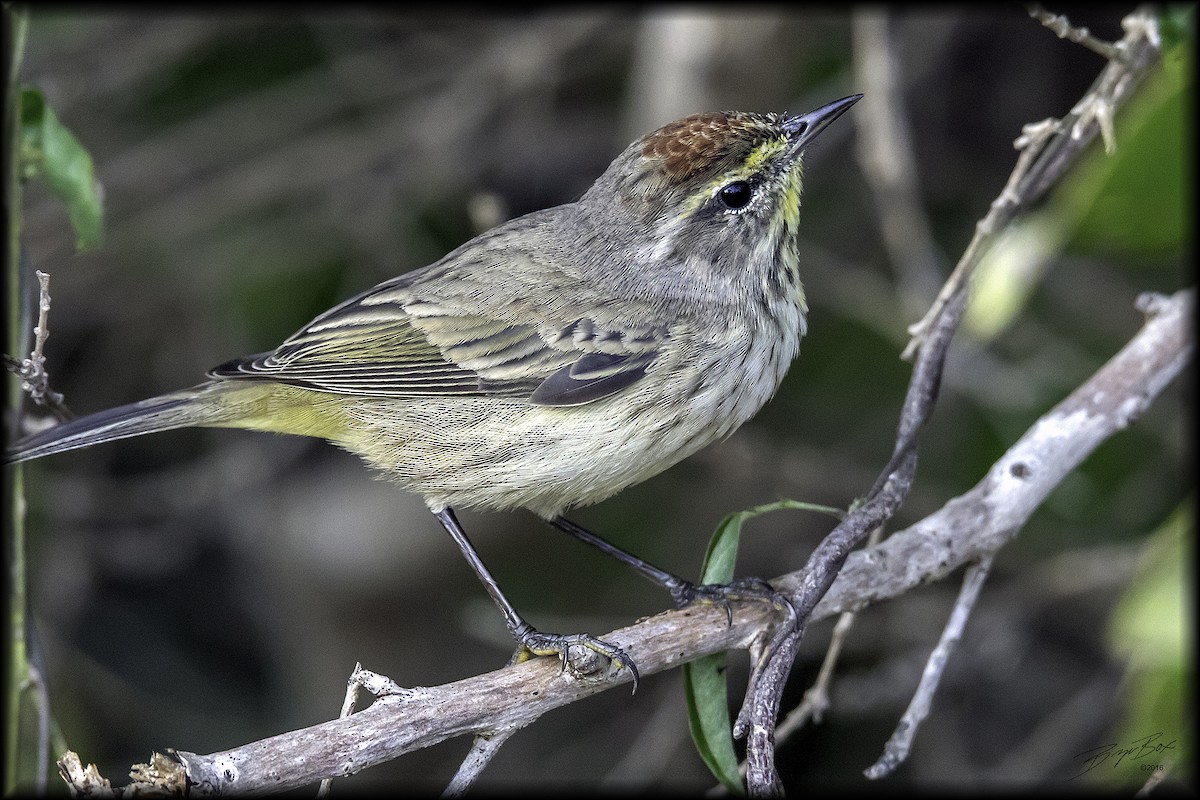 Palm Warbler - Bryan Box