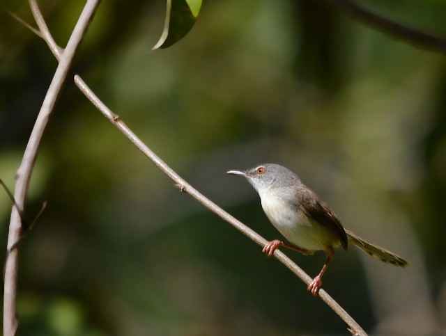 brunryggprinia - ML132559951