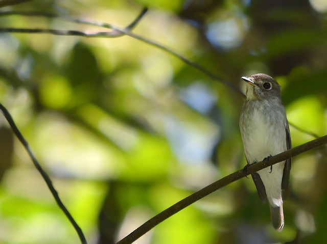 Asian Brown Flycatcher - ML132559991