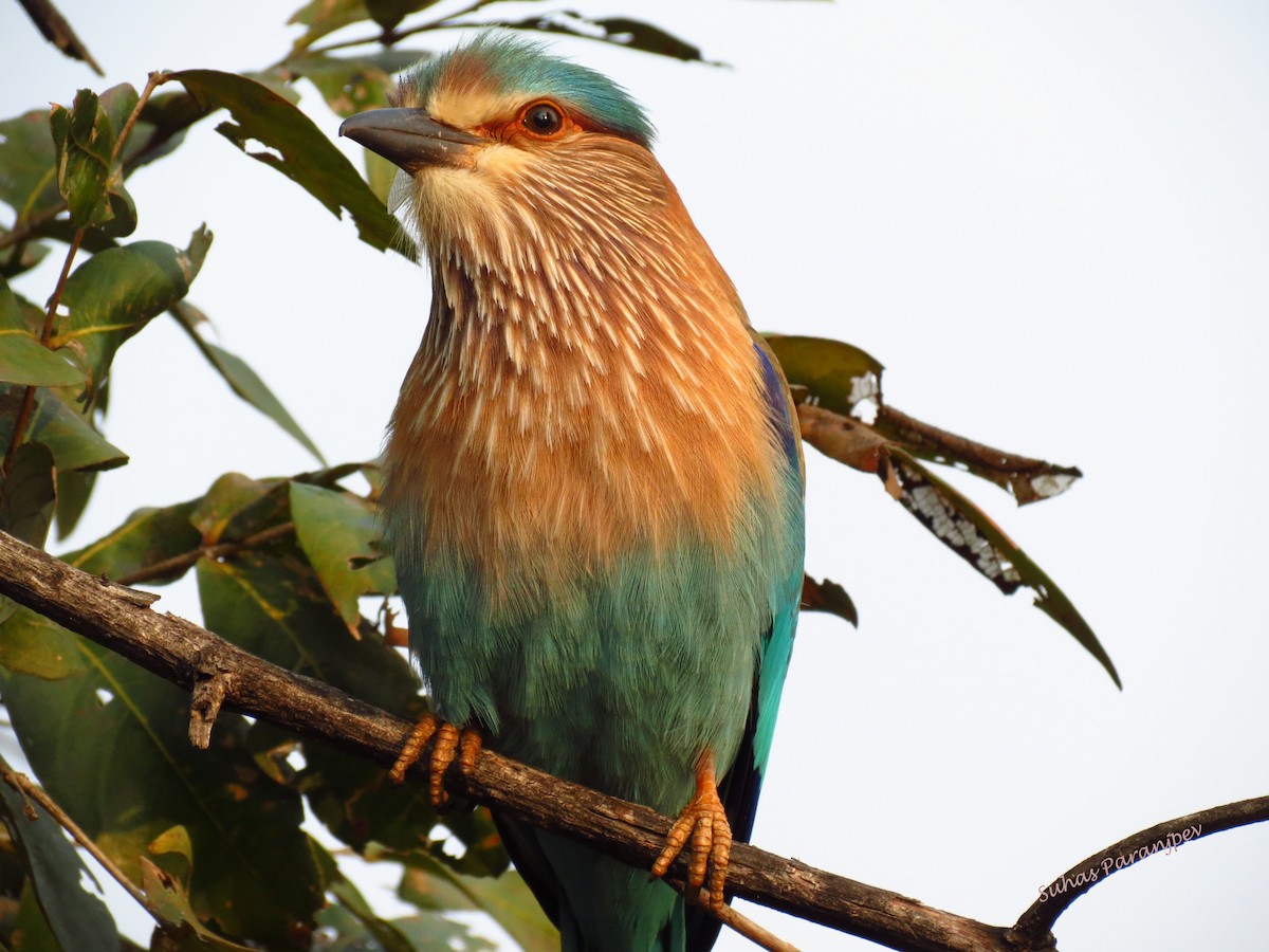 Indian Roller - Suhas P