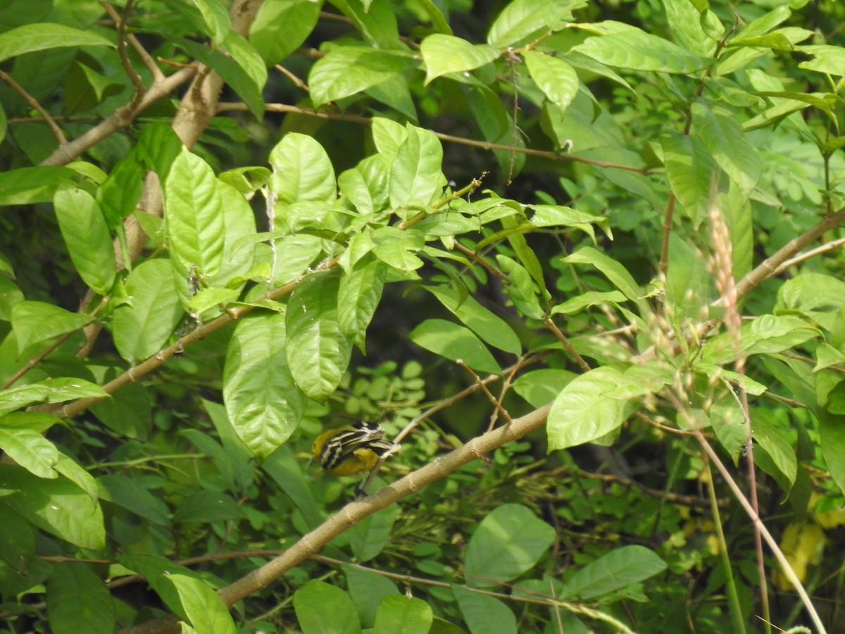 White-tailed Iora - ML132561231