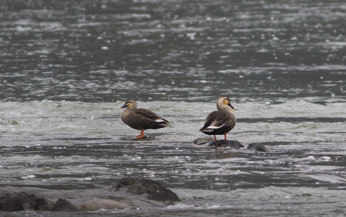 Eastern Spot-billed Duck - Wenjia Chen