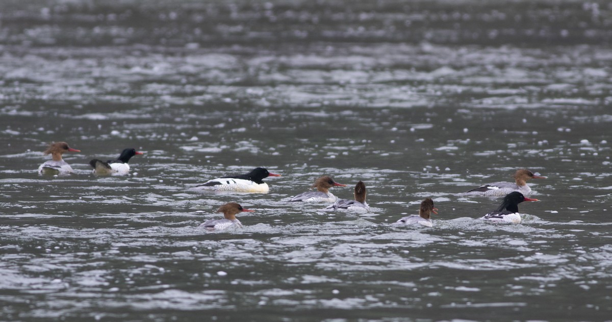 Scaly-sided Merganser - Wenjia Chen