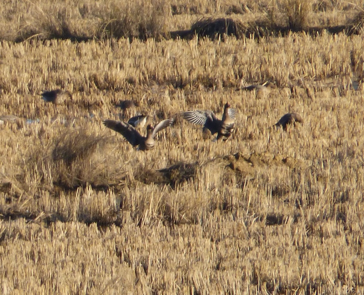 Greater White-fronted Goose - ML132564911