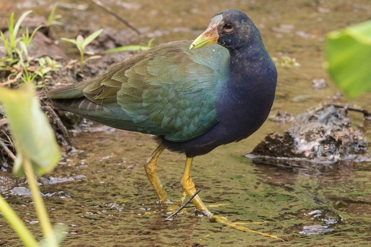 פורפיריה אמריקנית - ML132565231