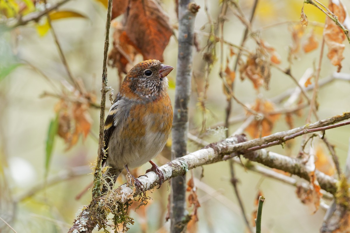 Three-banded Rosefinch - ML132565881