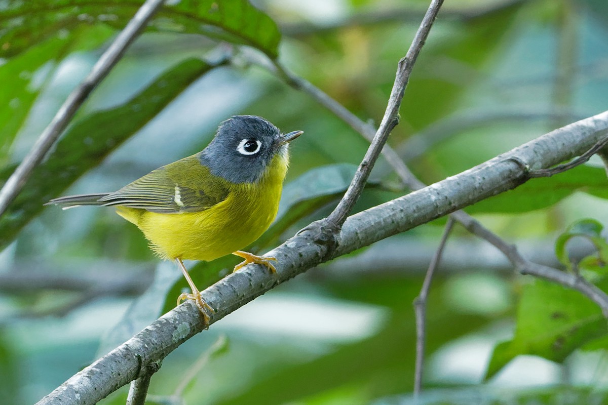 Gray-cheeked Warbler - Vincent Wang