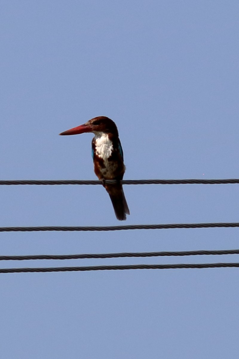 White-throated Kingfisher - Venugopal V