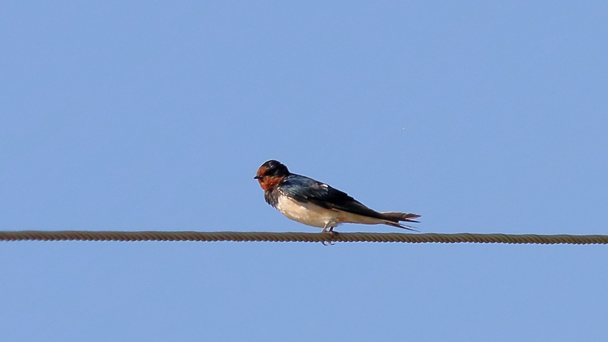 Barn Swallow - Venugopal V