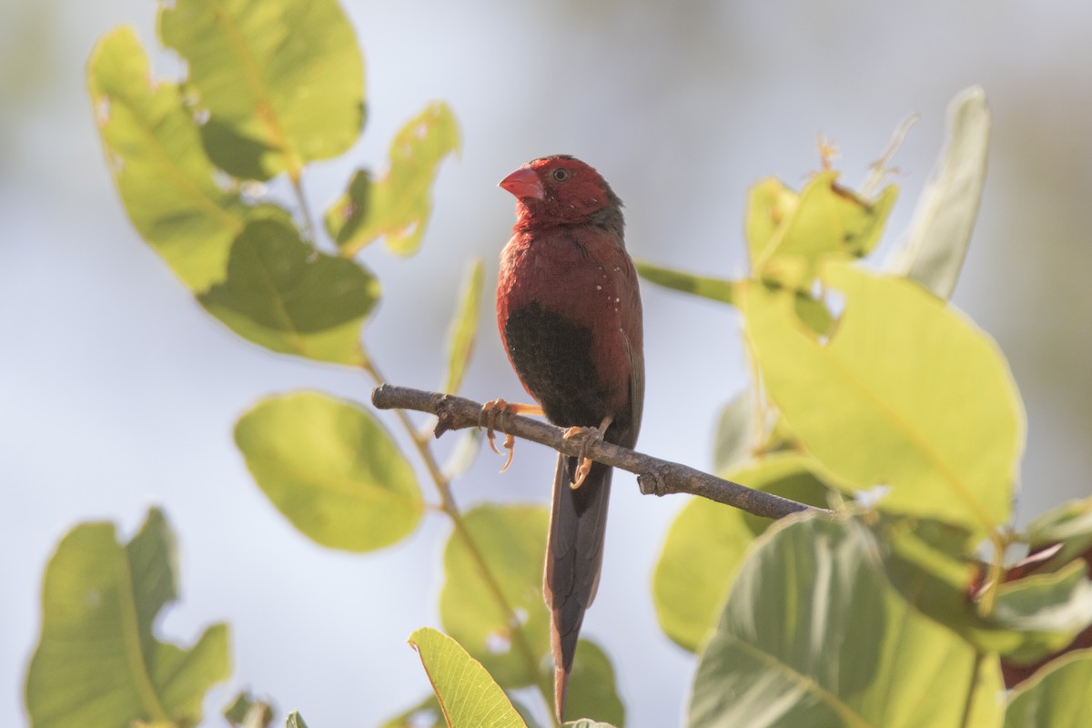 Crimson Finch - ML132569951