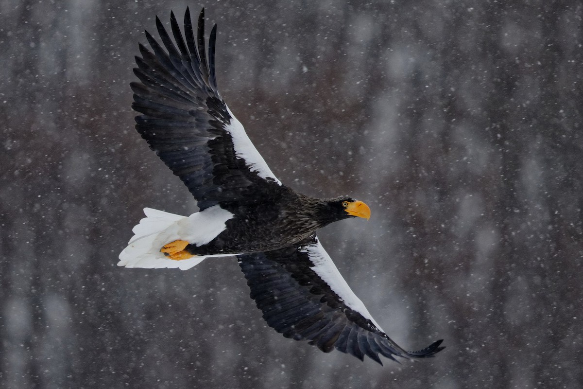 Steller's Sea-Eagle - ML132570981