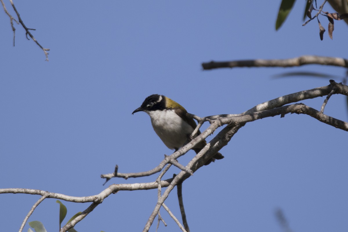 White-throated Honeyeater - John Cantwell