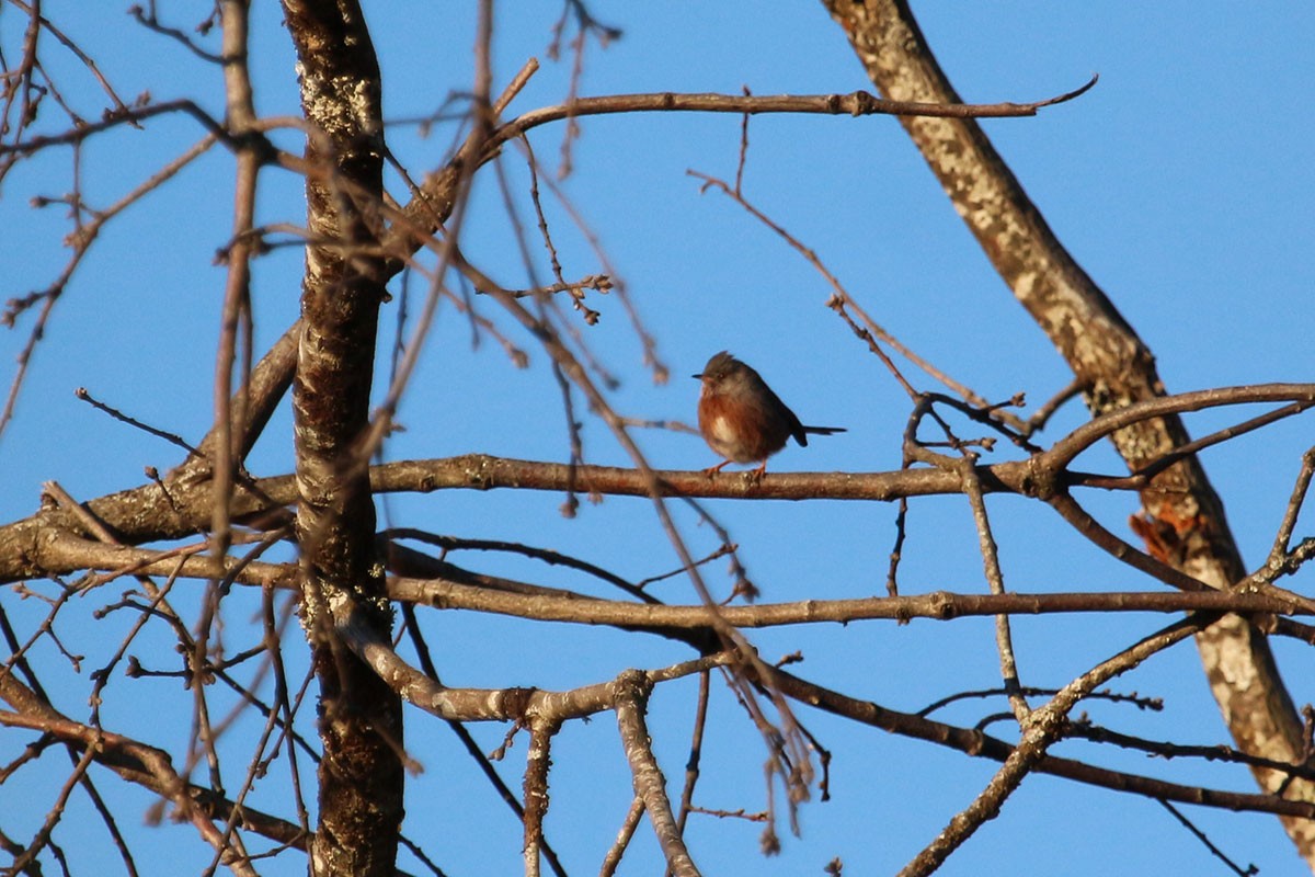 Dartford Warbler - ML132572031