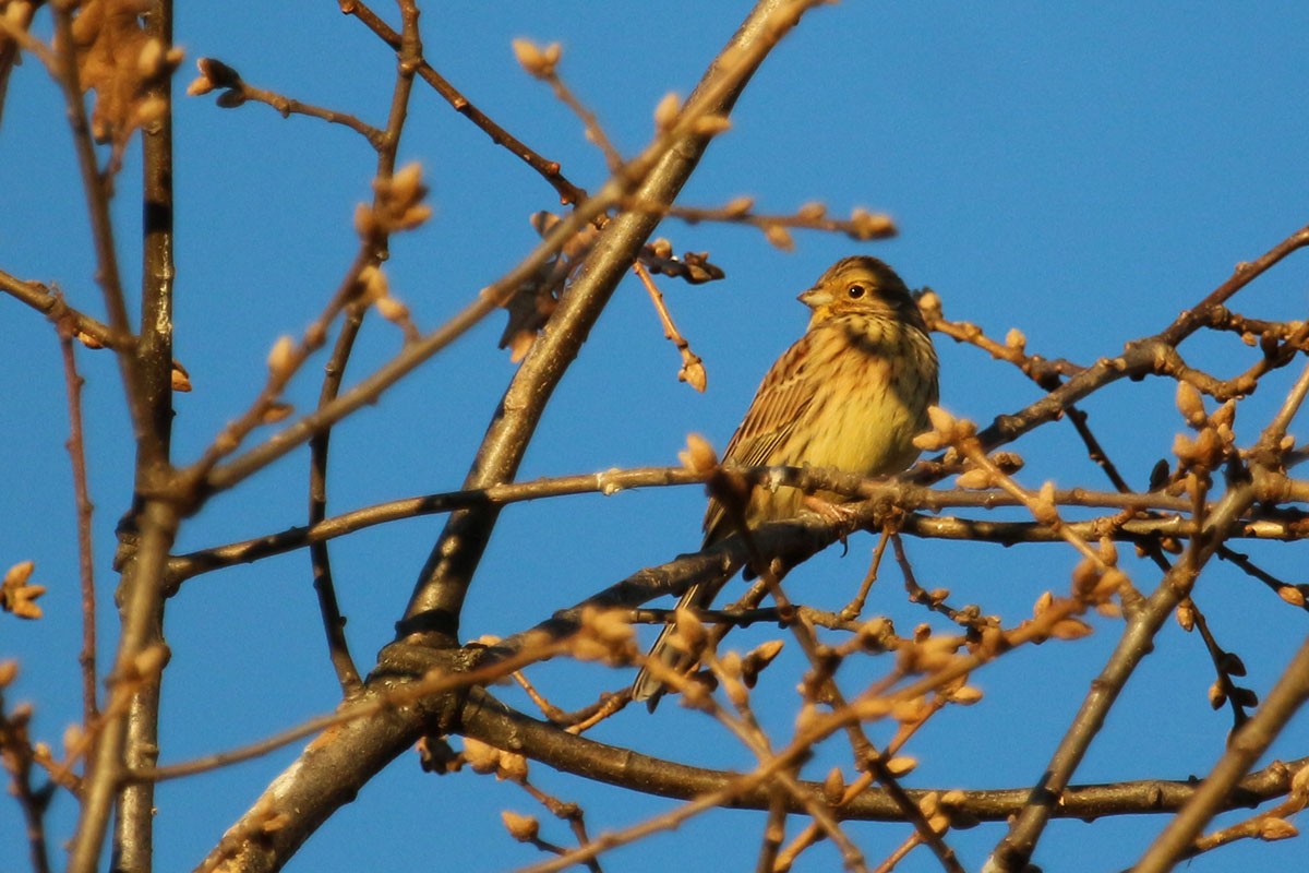 Cirl Bunting - ML132572141