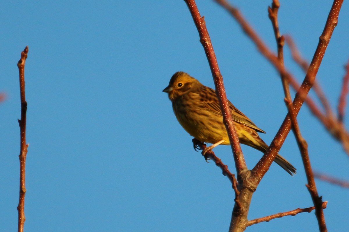 Cirl Bunting - ML132572151