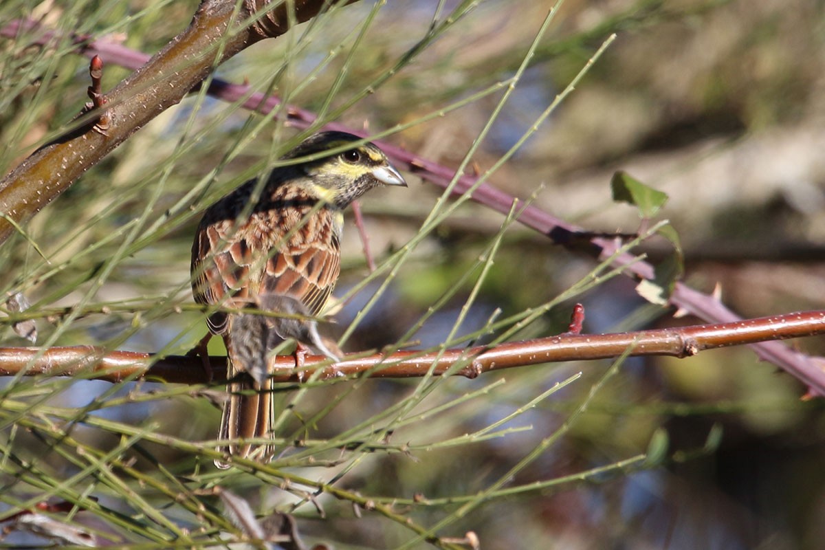 Cirl Bunting - ML132572451