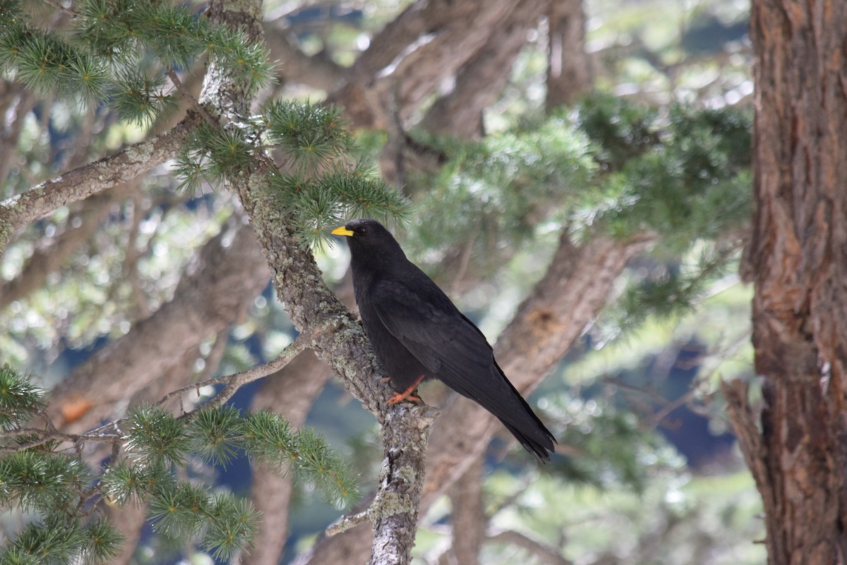 Yellow-billed Chough - ML132573541