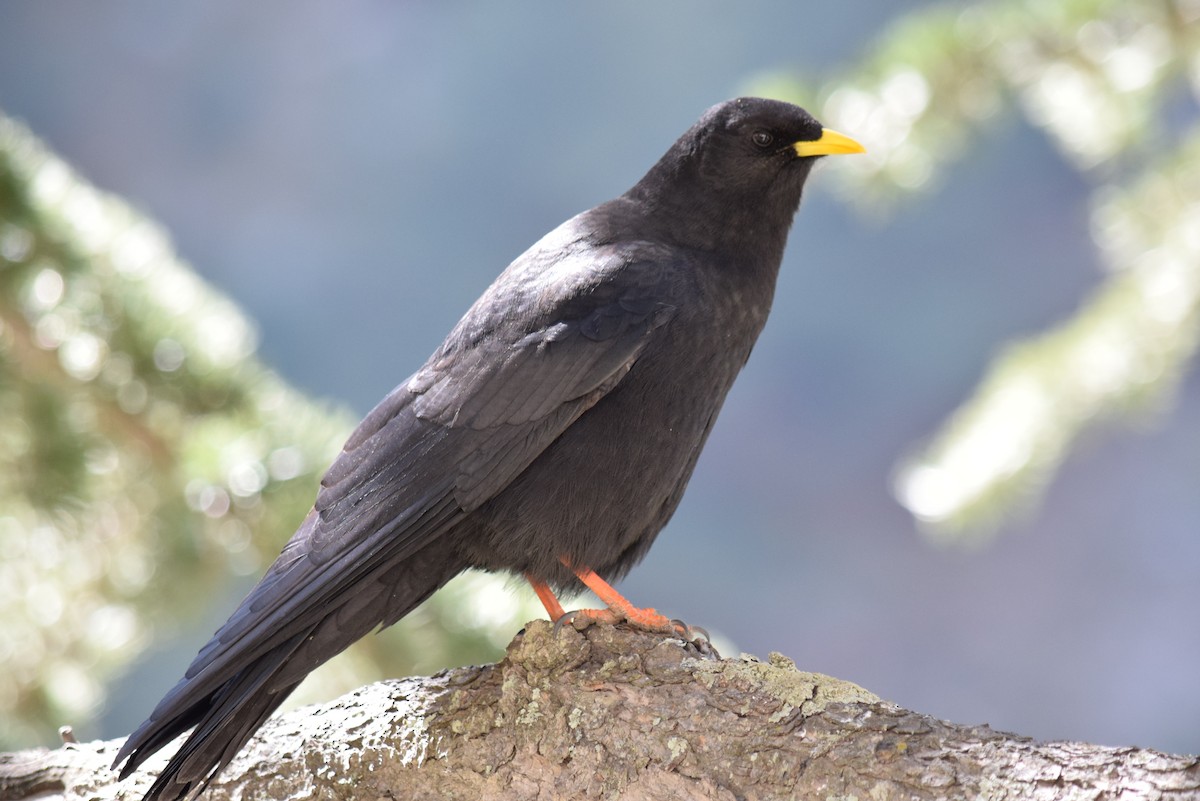 Yellow-billed Chough - ML132573591