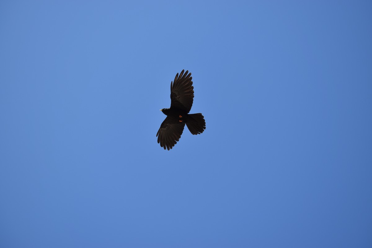 Yellow-billed Chough - ML132573611