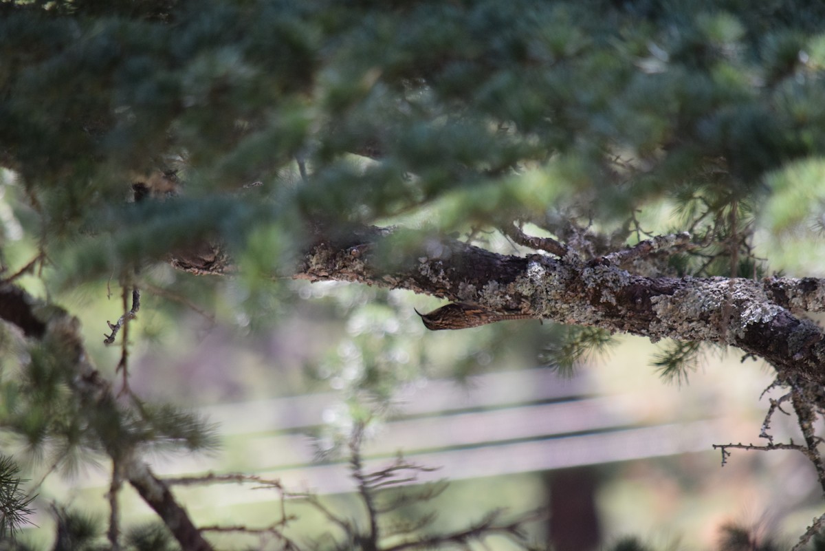 Bar-tailed Treecreeper - ML132573771