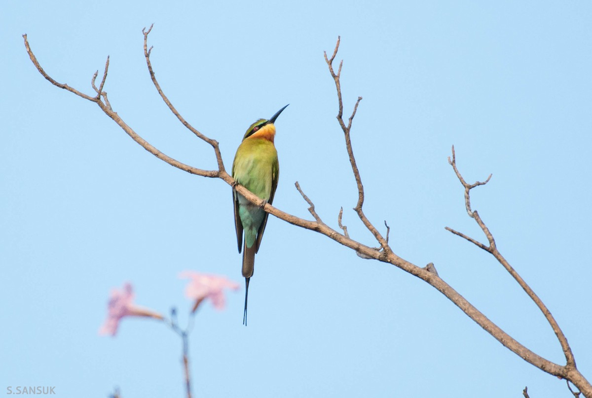 Blue-tailed Bee-eater - Sakkarin Sansuk