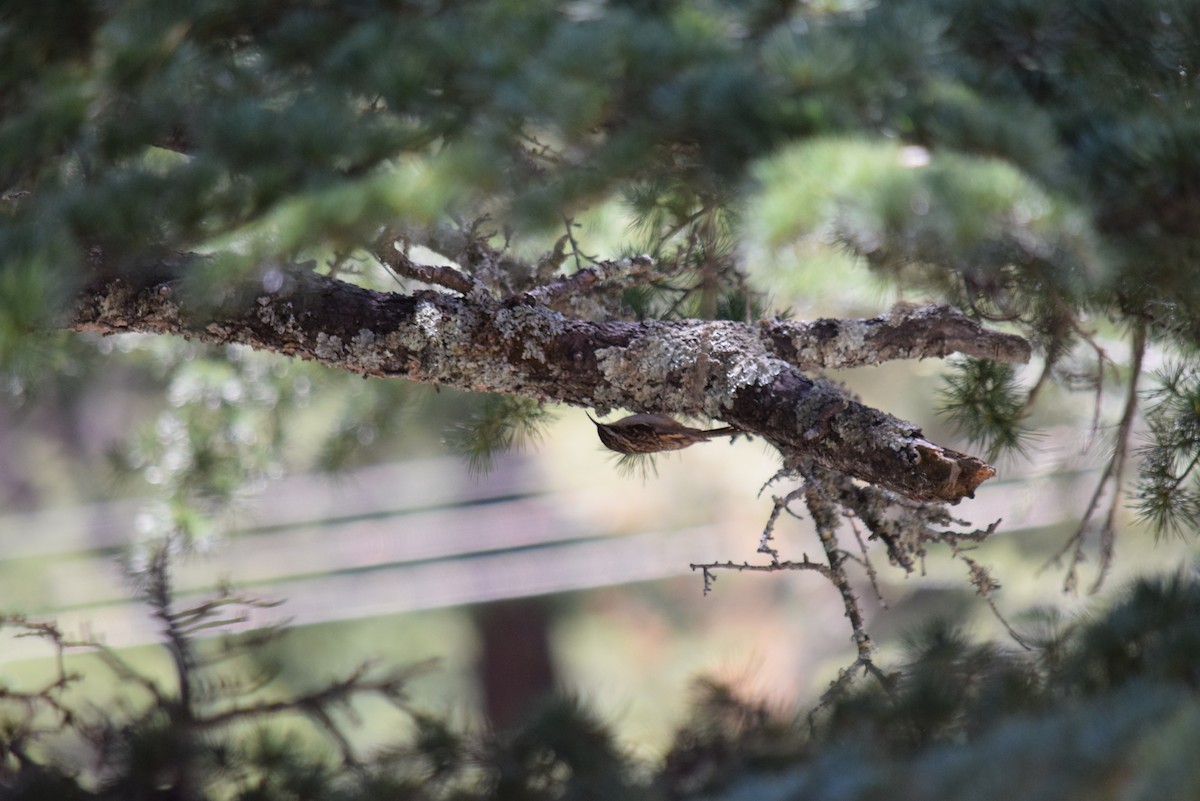 Bar-tailed Treecreeper - ML132574111