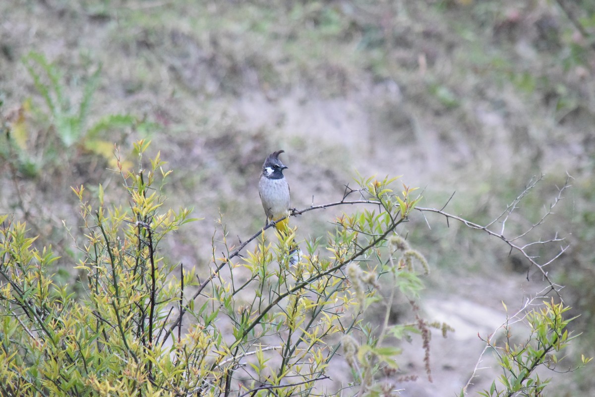 Himalayan Bulbul - Raghavendra S