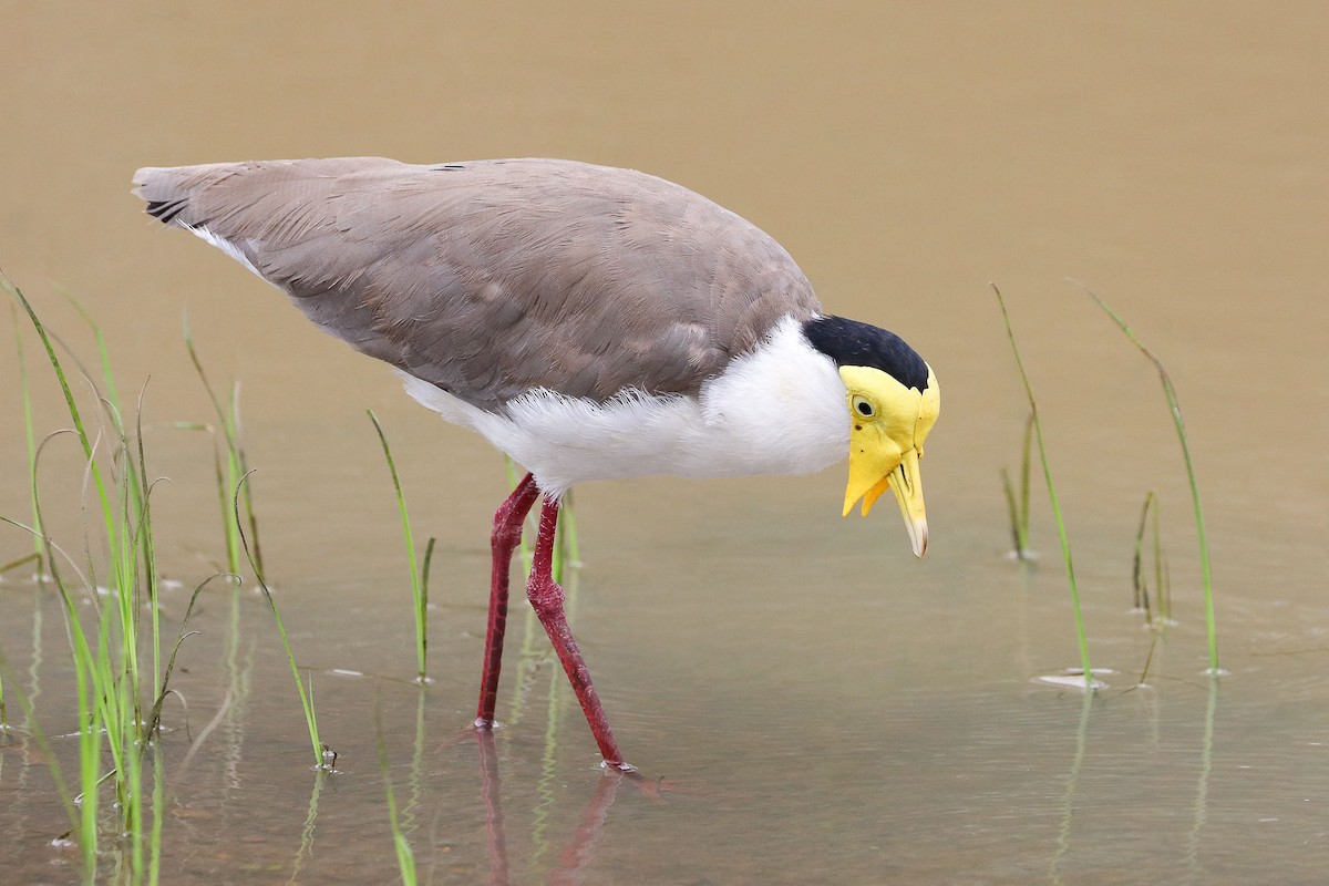 Masked Lapwing - ML132574701