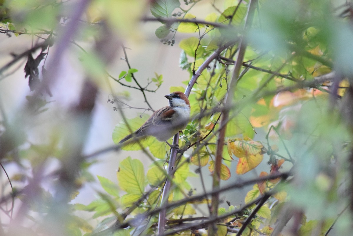 Russet Sparrow - Raghavendra S