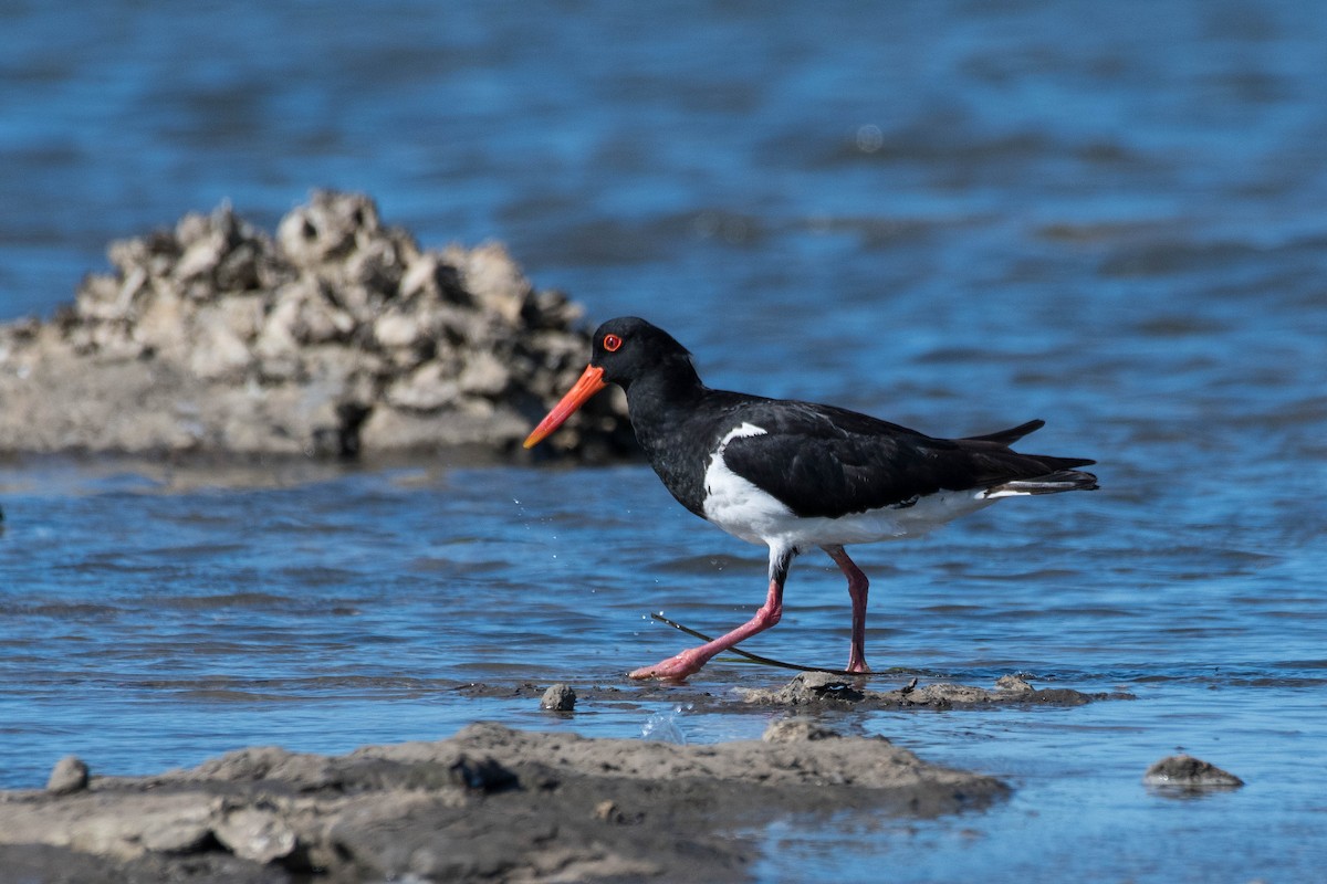 Pied Oystercatcher - ML132577301