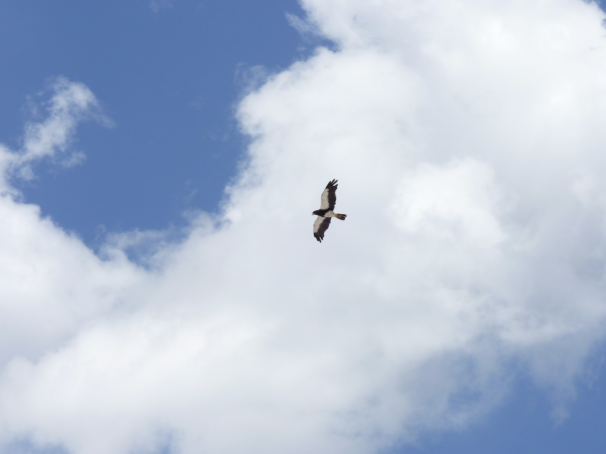 Mountain Caracara - ML132577691