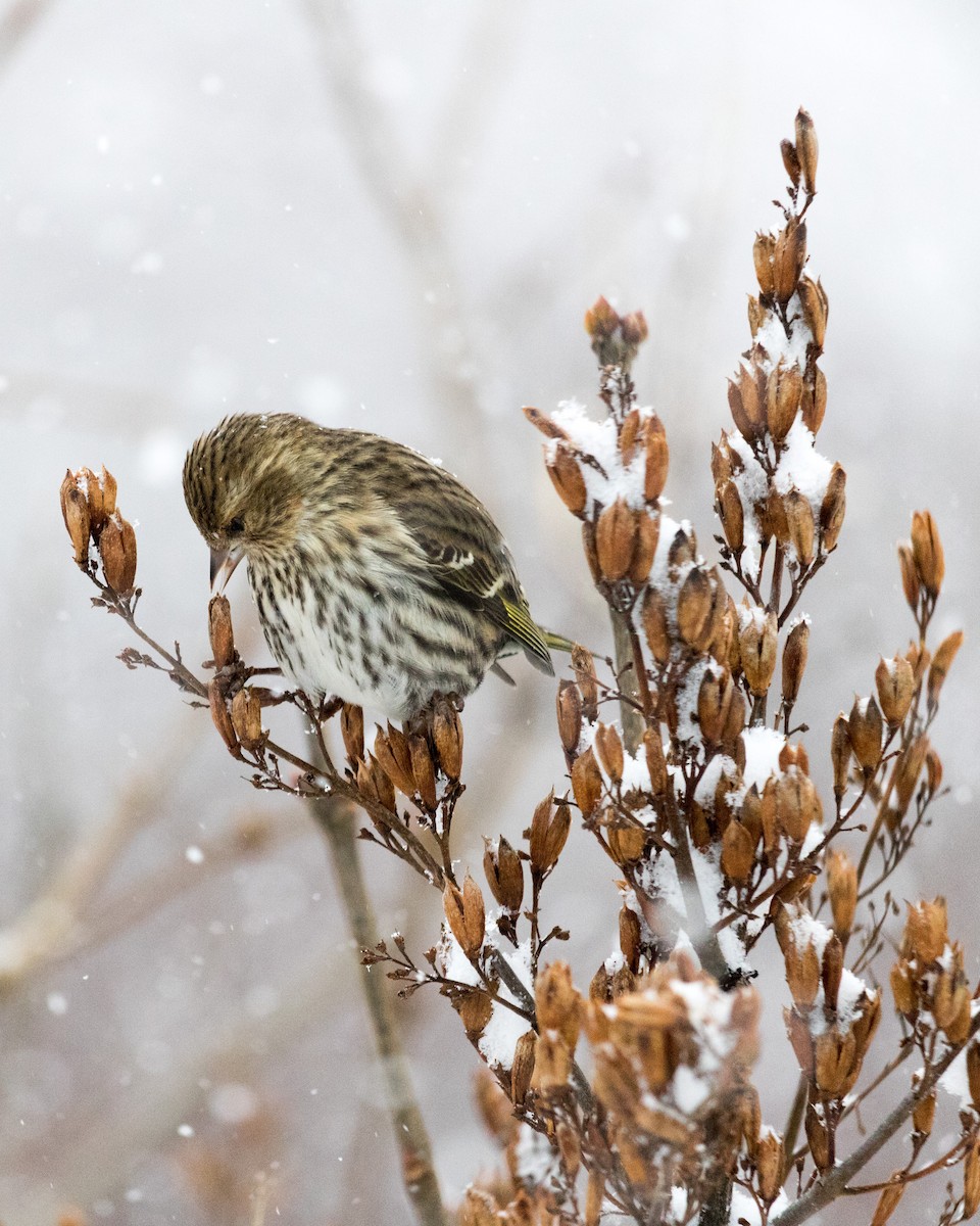 Pine Siskin - ML132577981