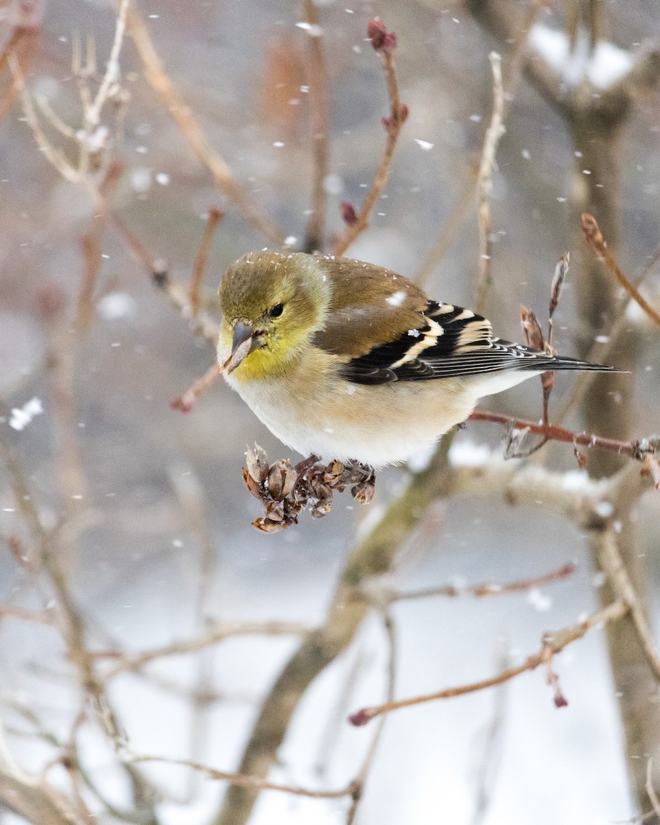 American Goldfinch - ML132578001