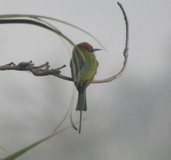 Asian Green Bee-eater - ML132578671